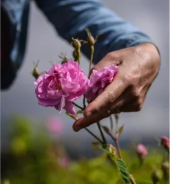 Miss Dior Absolutely Blooming 50 Ml - Eau De Parfum - Damesparfum -Beroemde Parfum Winkel 1114x1200