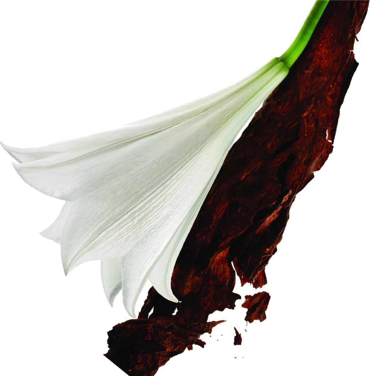 Yves Saint Laurent Mon Paris 30 Ml - Eau De Parfum - Damesparfum 8 Yves Saint Laurent Mon Paris 30 Ml - Eau De Parfum - Damesparfum - Afbeelding 8