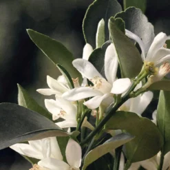 Chloé Chloé Naturelle Eau De Parfum - 30 Ml 26 Chloé Chloé Naturelle Eau De Parfum - 30 Ml -Beroemde Parfum Winkel 1200x1200 217