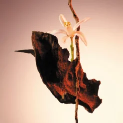 Hugo Boss The Scent For Her Eau De Parfum Spray 30 Ml -Beroemde Parfum Winkel 1200x1200 247