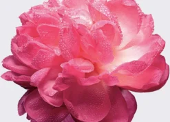 Miss Dior Absolutely Blooming 50 Ml - Eau De Parfum - Damesparfum -Beroemde Parfum Winkel 1200x862 1