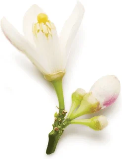 Giorgio Armani Code 50 Ml - Eau De Parfum - Damesparfum 27 Giorgio Armani Code 50 Ml - Eau De Parfum - Damesparfum -Beroemde Parfum Winkel 923x1200